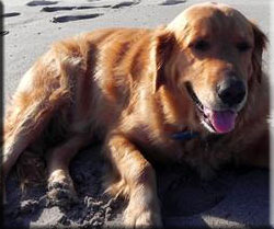 dog grooming photo 3