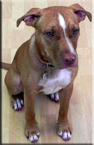 dog grooming photo 1